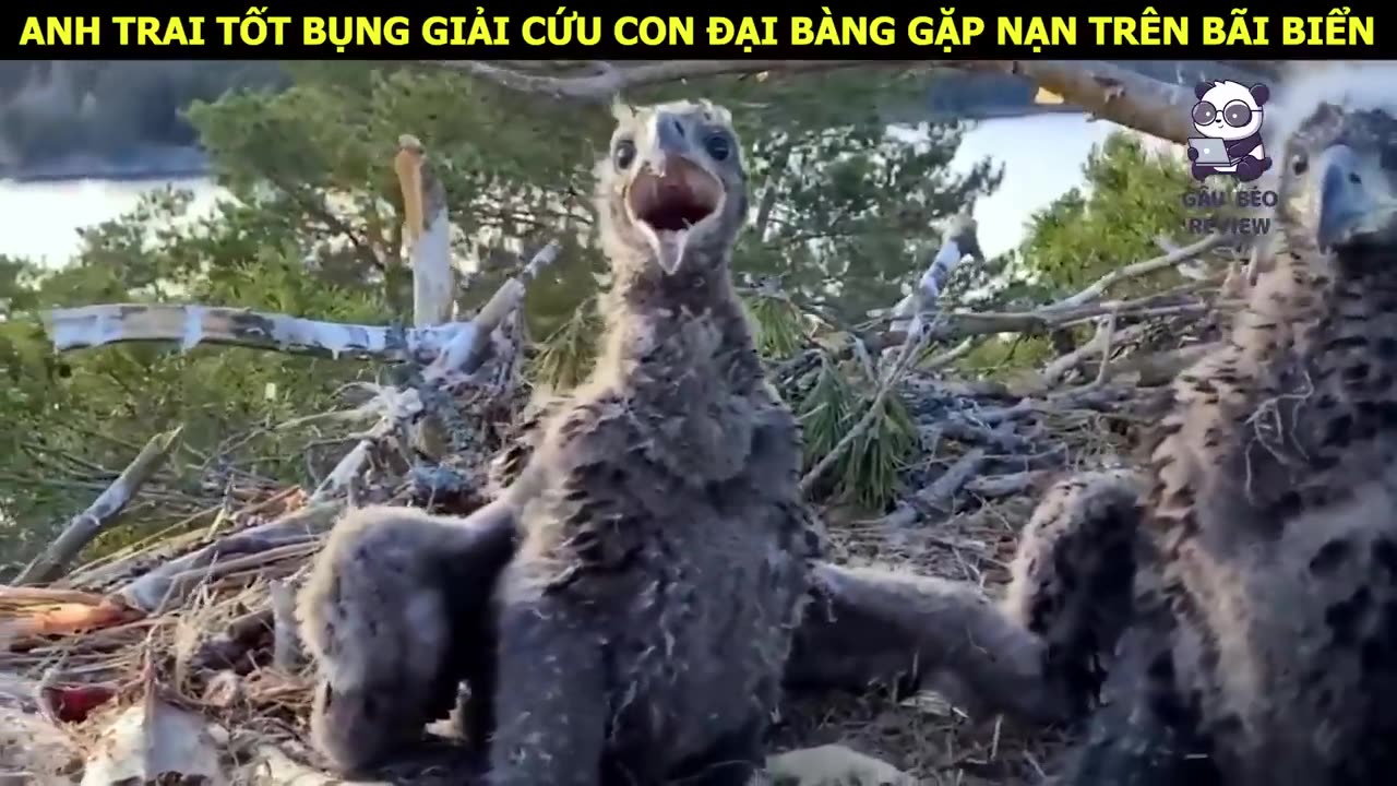 Chàng trai tốt bụng giải cứu đại bàng mẹ cùng đàn con của nó __ Review con người và cuộc sống