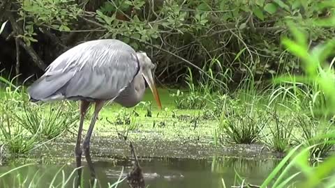 Top 11 amazing bird's ...