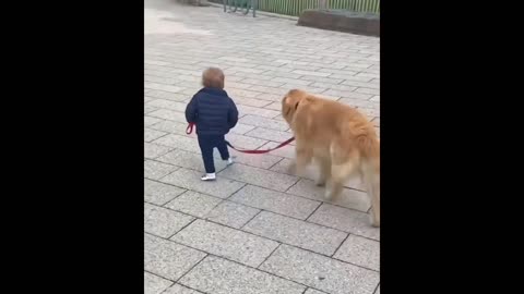 FUNNIEST AND CUTEST GOLDEN RETRIEVER VIDEOS #1