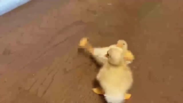 Adorable Puppy Loves Its Duck Buddy || SO CUTE!