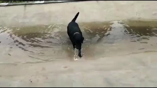 Labrador