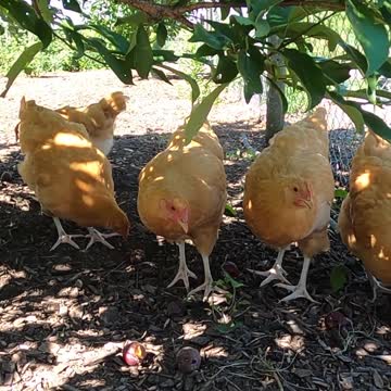 Chickens find shade under a plum tree and eat the fallen plums