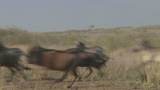 Travel to Africa on safari African Wildlife life