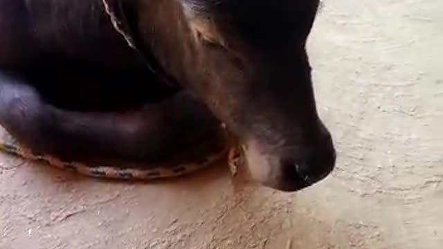 Baffalo baby video| cute baffalo baby|
