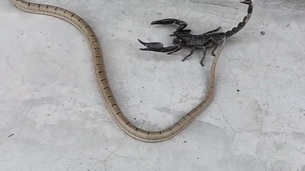 Snake And Scorpion Fight #shorts #shortvideo #video #virals #videovira