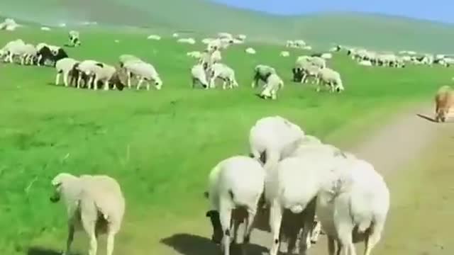 There are sheep everywhere. I can't count them