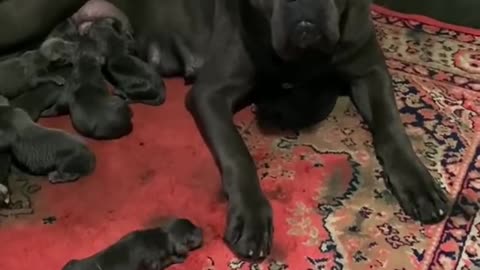 Wow Cute Bulldog Puppies