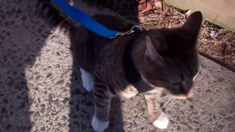 How to train your cat to walk on a leash