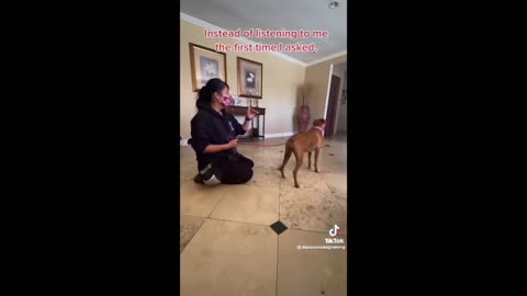 Best Dog Training Compilation