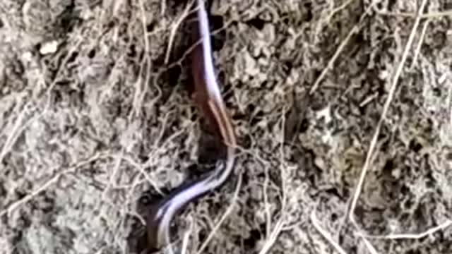 typhlopidae Brahminy blind snake