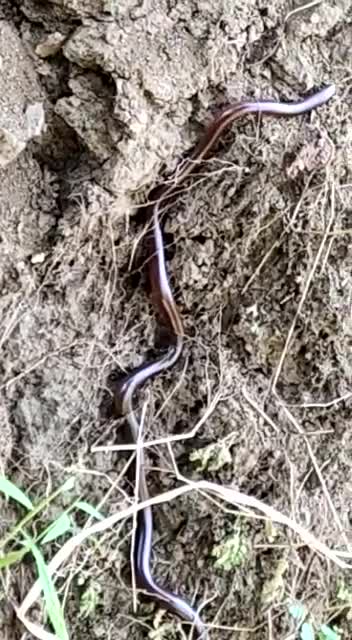 typhlopidae Brahminy blind snake