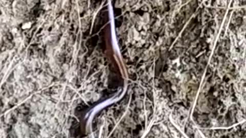 typhlopidae Brahminy blind snake