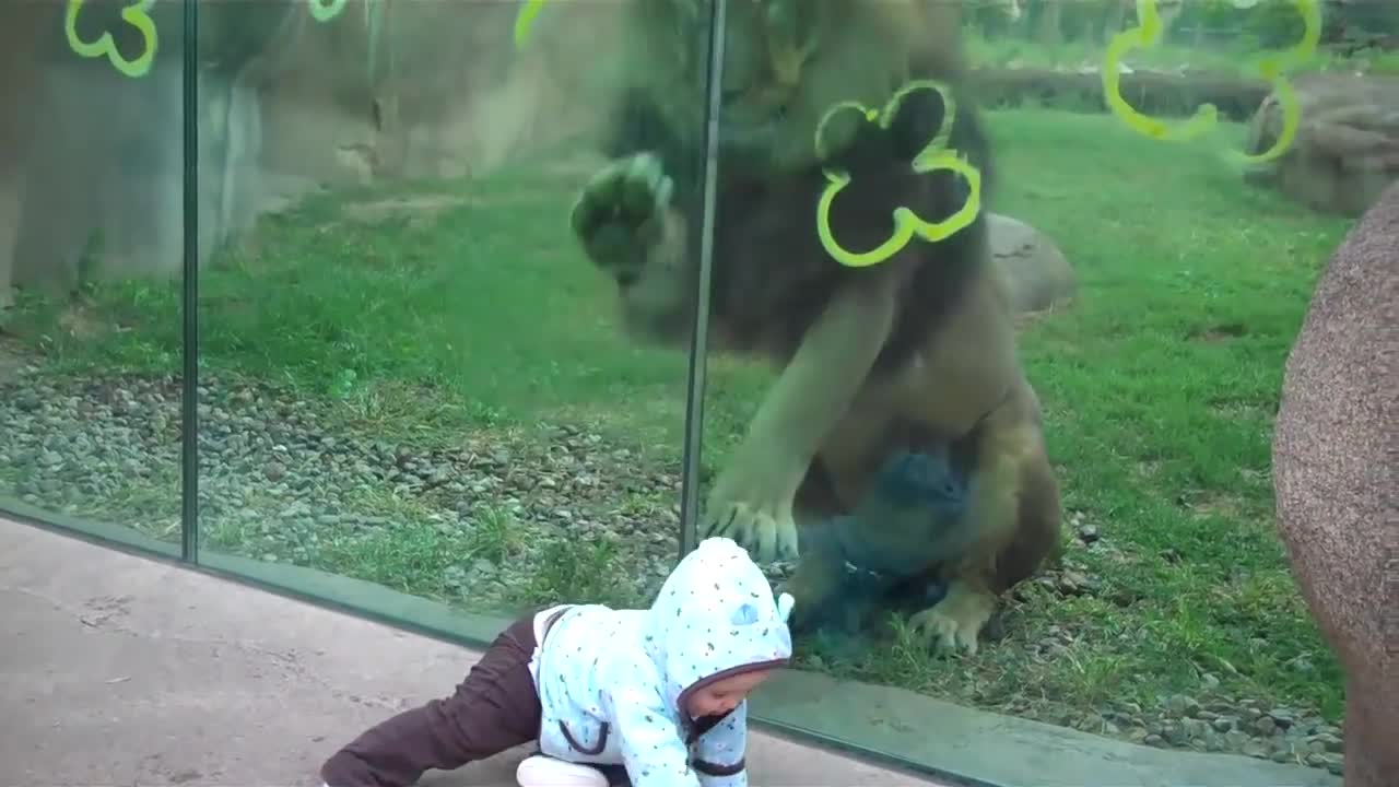 Lion trying to attack baby at zoo🤔🤔🤔🙋♂️