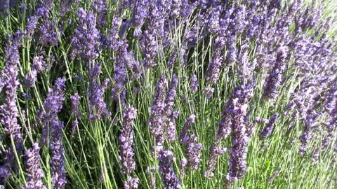 Hello friends, in this video i will tell you all about lavender