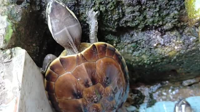 The little turtle learns to climb the wall