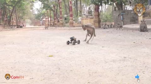 monkey prank vodeos # funney videos
