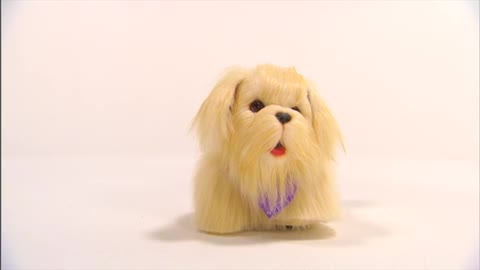 Toy Dog