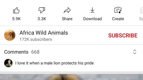 LIONS step up to keep HYENAS from Destroying the family