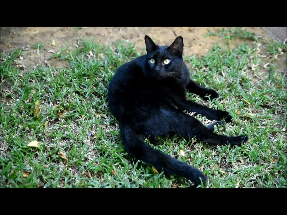 White eyes of a black cat