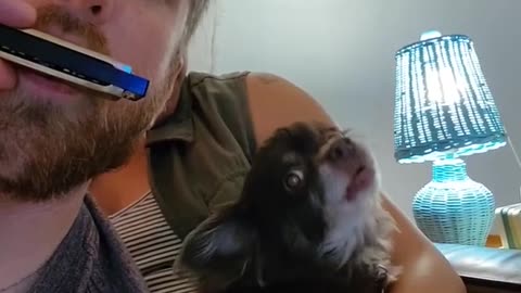 _ Doggo Joins In With Harmonica Duet