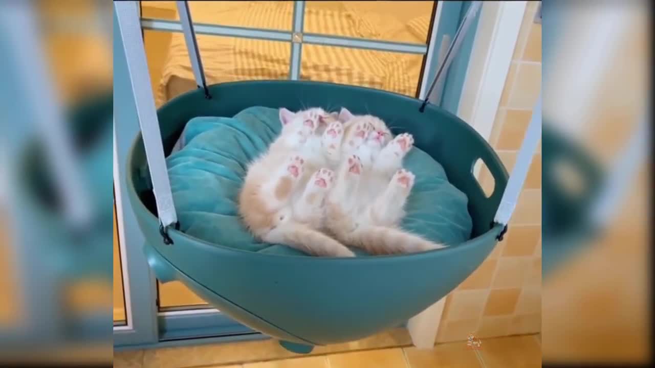 Funny Cat Videos Compilation