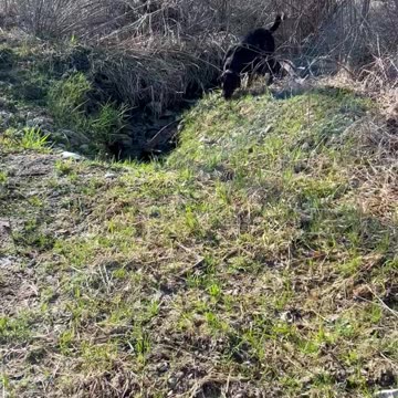 Hilarious Hennymania