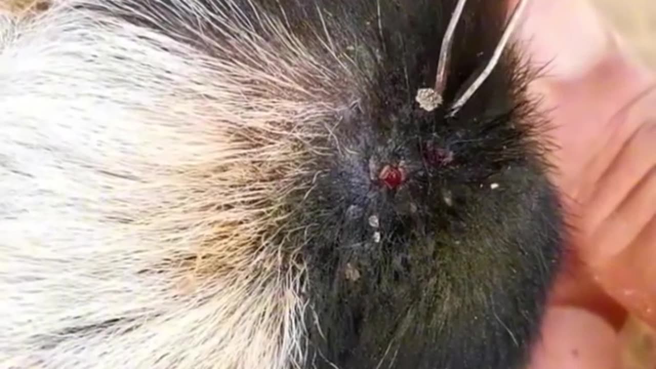 adorable dog ticks #ticksremove #dogticksdog #ticksremoving #ticksdog#1000tic (1)