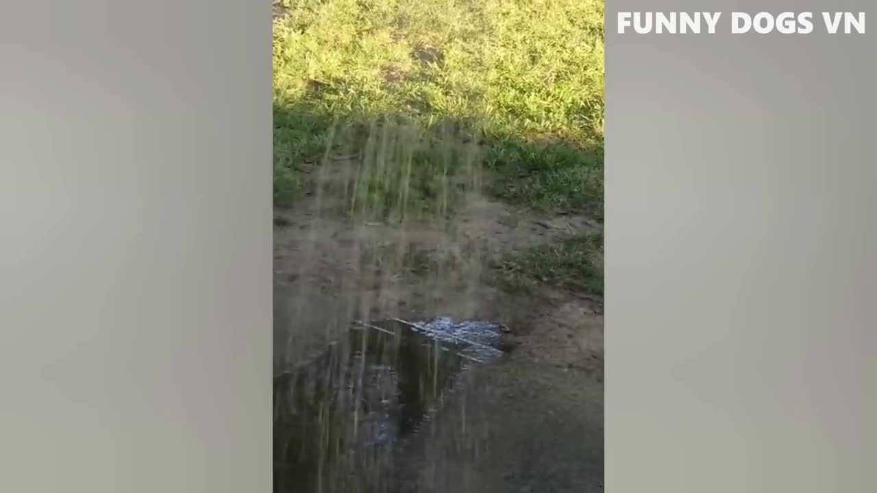 Funniest Cat And Dogs Videos 2022
