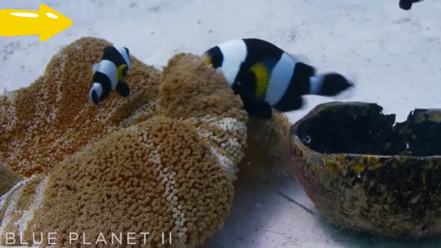 😱😱😱 Teamwork for little clownfish 😱😱😱