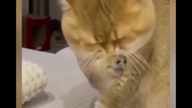 Dog and cat funny videos