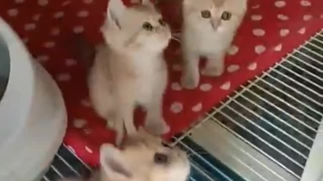 Cat is very naughty,