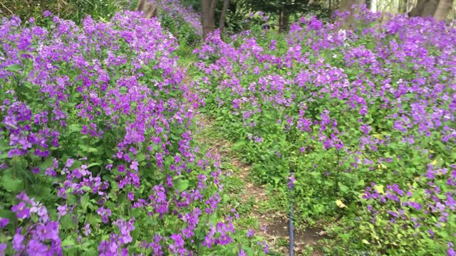 Spring garden Kamakura