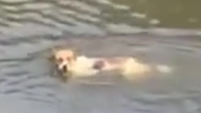 Alligator atack