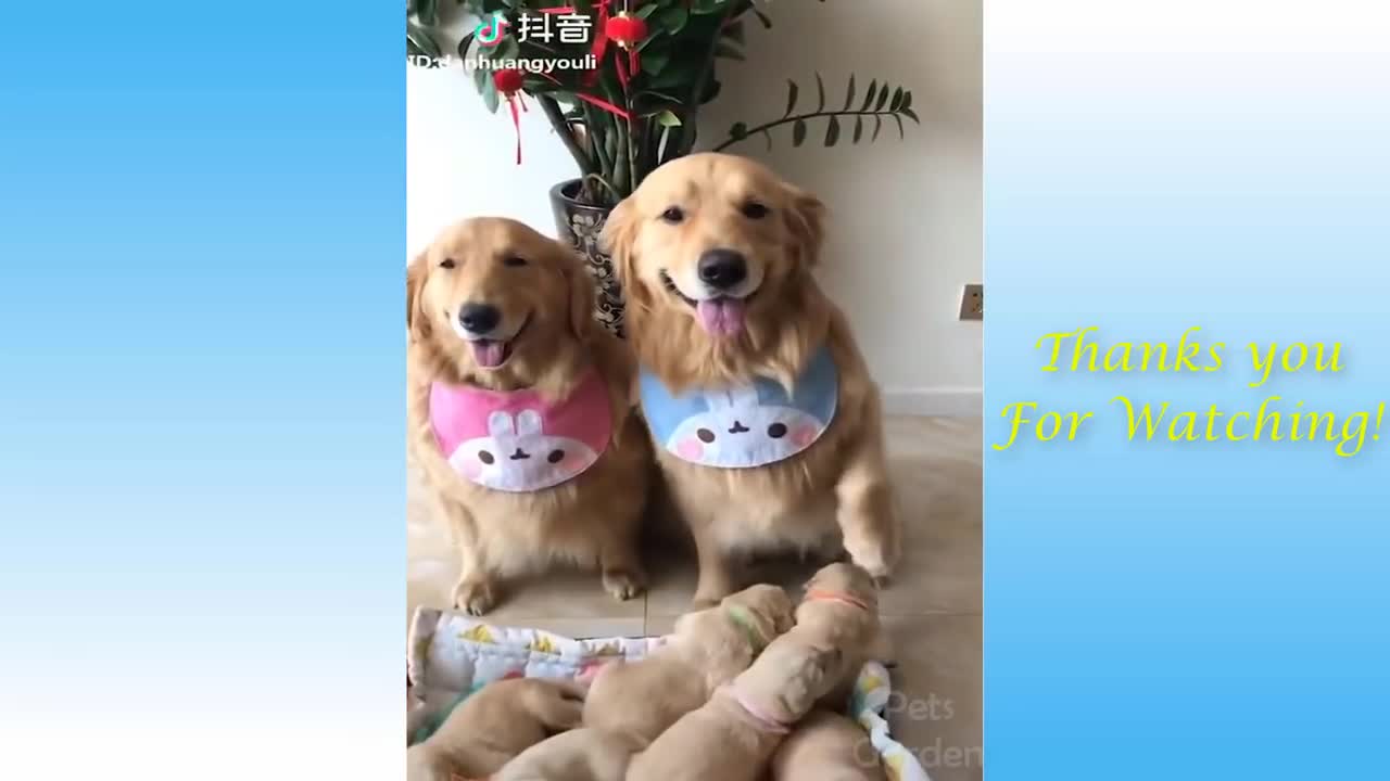 Cute Pets And Funny Animals Compilation