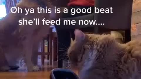 Cat and dog has adorable reaction to hungry