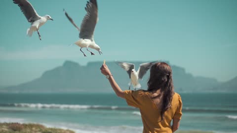 Beautiful birds flying