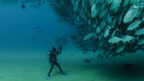 "Friendly" bull sharks wait for scuba diver to come over the coral ledge