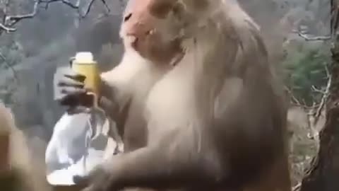 drinking