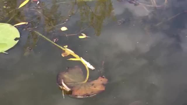 Peces en el jardín del agua Cliveden