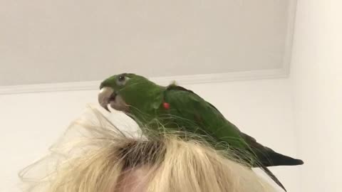 Birdie Dreams of Being Hairdresser