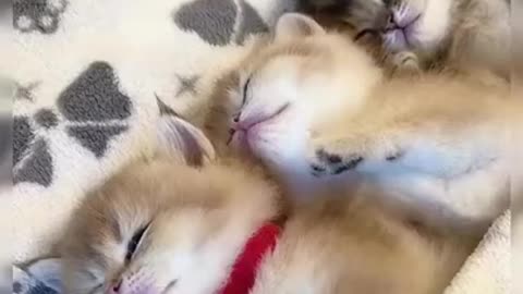 PUTTING THE CATS TO SLEEP