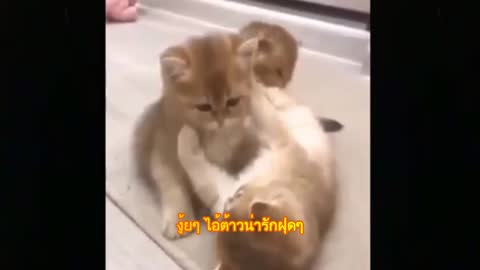 Cutest Adorable kittens Funny scene 4