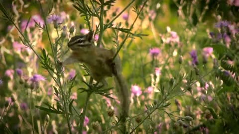 Chipmunk rodent mammal...!