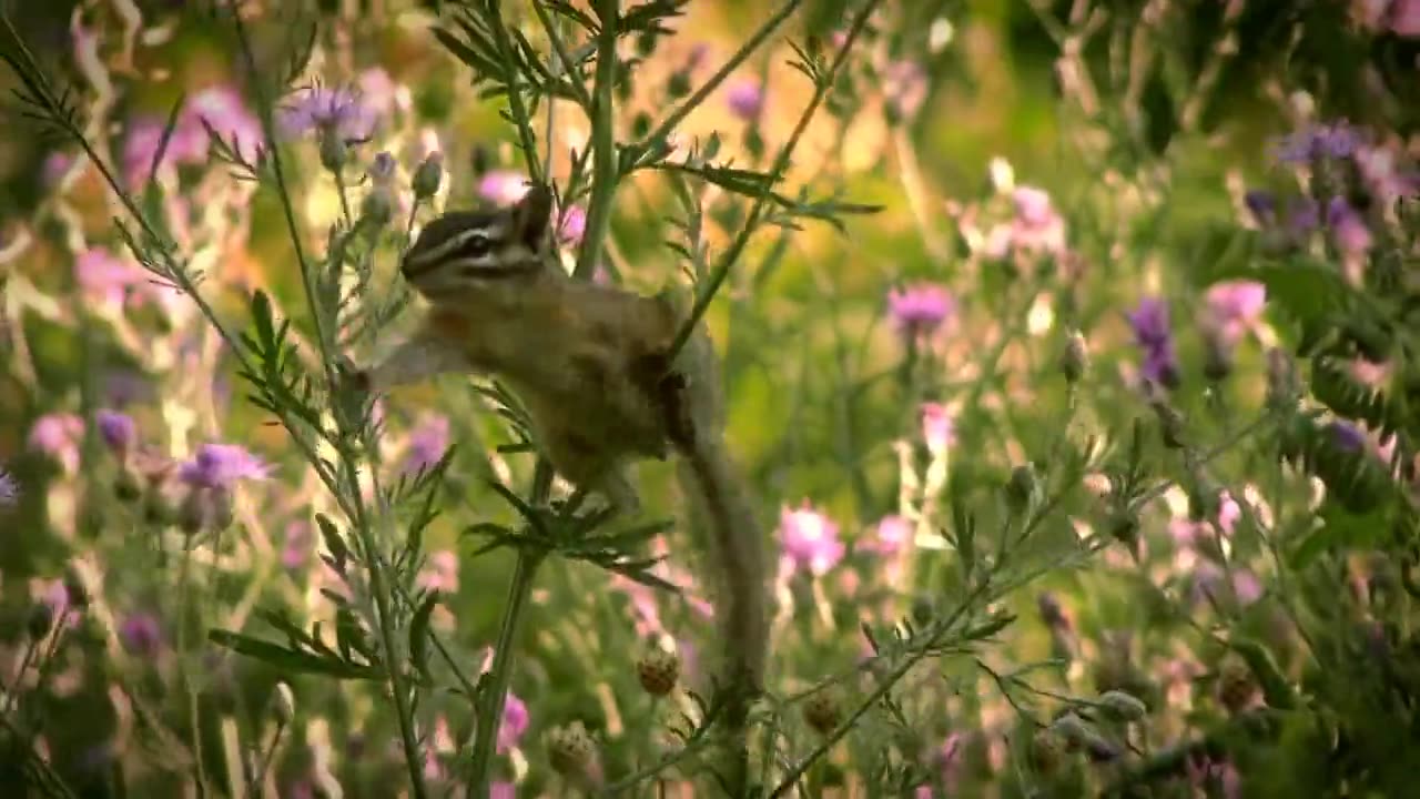 Chipmunk rodent mammal...!