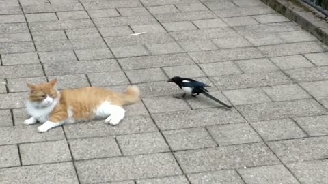 Loca urraca obsesionada con la cola de un gato