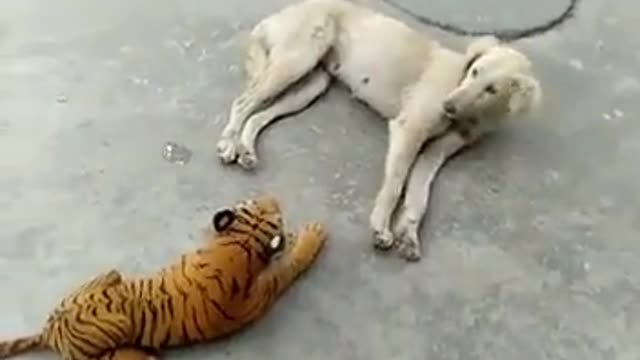 So Really Funny Dog with Tiger 😀😀😅😂😂