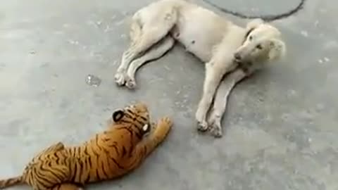 So Really Funny Dog with Tiger 😀😀😅😂😂