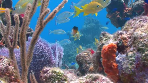 multicolored reef with yellow fish