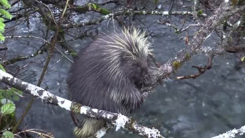 Porcupine is beautiful animal, wildlife