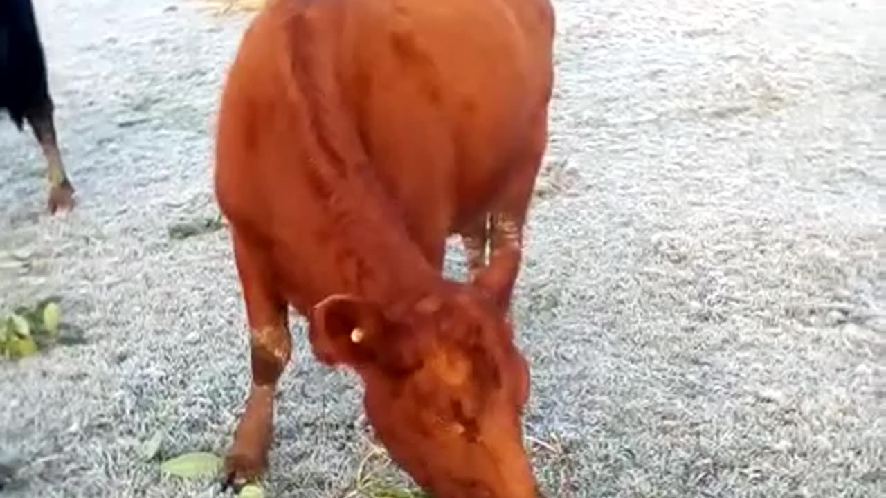 Reddy the Cow